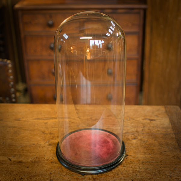 Large Antique Display Dome, English, Glass, Taxidermy, Showcase, Victorian, 1880