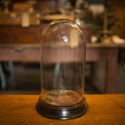 Antique Display Dome, English, Glass, Beech, Taxidermy, Showcase, Victorian