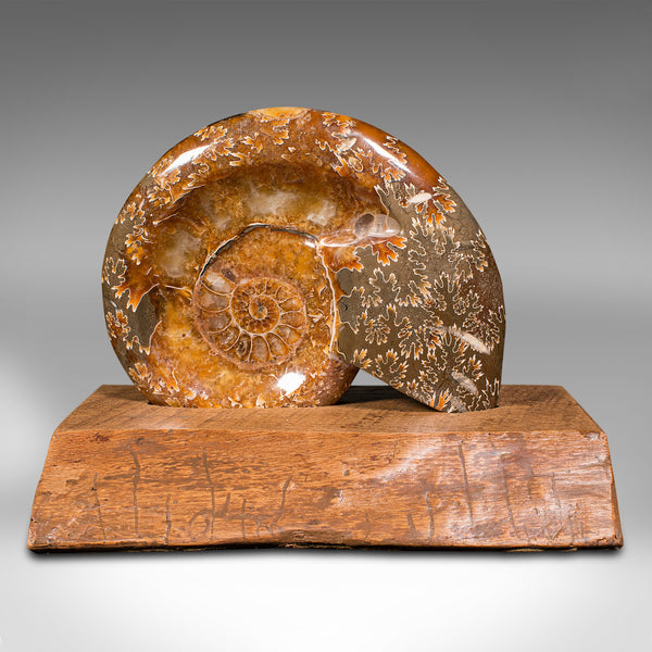 Vintage Decorative Ammonite, African, Opalized Fossil, Display, Specimen, C.1970