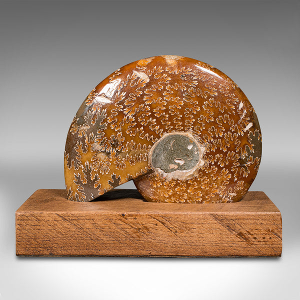 Vintage Decorative Ammonite, African, Opalized Fossil, Display, Specimen, C.1970