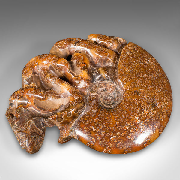 Vintage Carved Decorative Ammonite, African, Fossil, Display, Cretaceous, C.1970