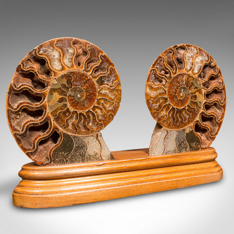 Vintage Decorative Halved Ammonite, African, Fossil, Display Plinth, Cretaceous